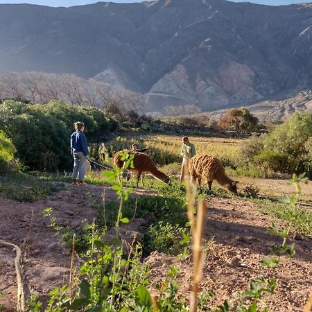 Dormir Con Llamas Maimará Kültér fotó