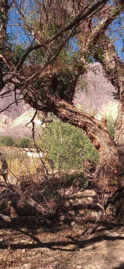 Dormir Con Llamas Maimará Kültér fotó