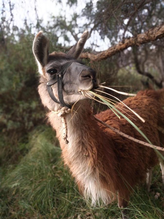 Dormir Con Llamas Maimará Kültér fotó