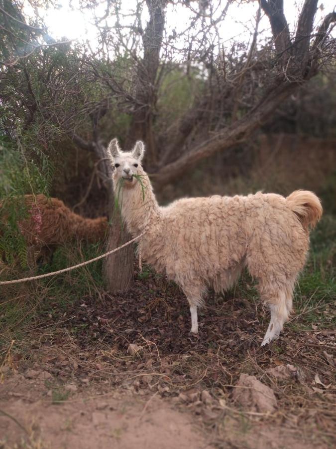 Dormir Con Llamas Maimará Kültér fotó