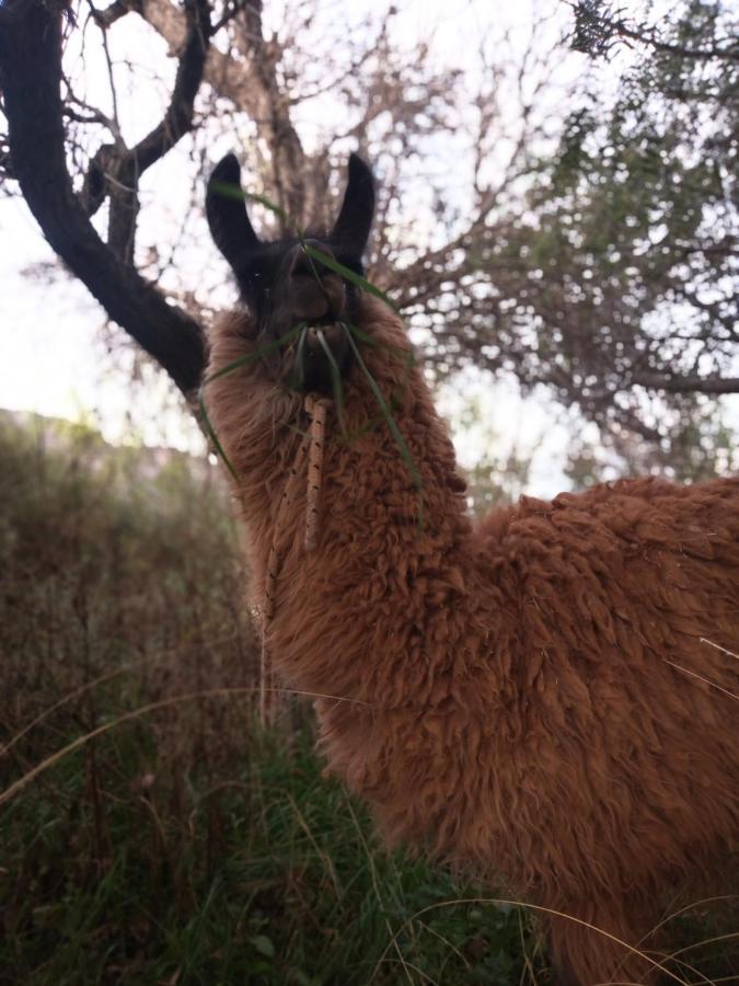 Dormir Con Llamas Maimará Kültér fotó