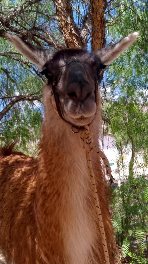 Dormir Con Llamas Maimará Kültér fotó